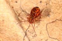 Dicyrtomina ornata