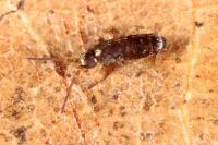 Tomocerus vulgaris