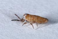 Lepidocyrtus curvicollis