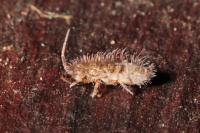 Orchesella villosa