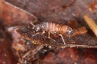 Tomocerus vulgaris