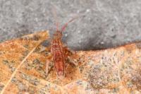 Orchesella flavescens