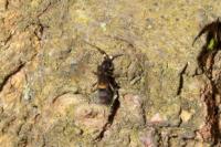 Orchesella cincta