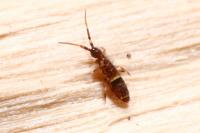 Orchesella cincta