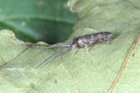Pogonognathellus longicornis