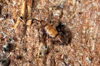 Willowsia nigromaculata