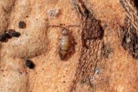 Willowsia nigromaculata