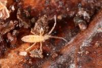 Entomobrya muscorum