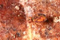 Dicyrtomina ornata