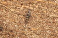 Willowsia platani
