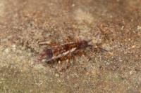Orchesella flavescens