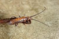 Tomocerus minor