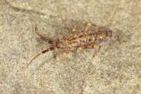 Orchesella villosa