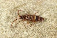 Orchesella cincta