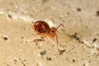Dicyrtomina ornata