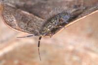 Orchesella villosa