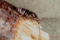 Tomocerus vulgaris