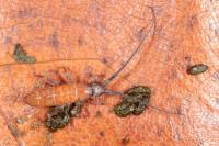 Pogonognathellus longicornis