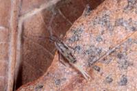 Entomobrya muscorum