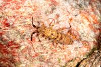 Orchesella villosa