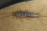 Ctenolepisma lineata