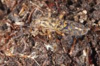 Orchesella villosa