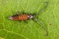 Pogonognathellus longicornis