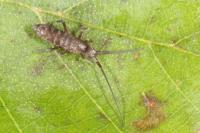 Pogonognathellus longicornis