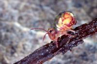 Dicyrtomina ornata