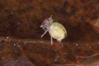 Dicyrtomina ornata