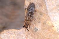 Orchesella villosa