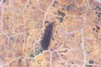 Hypogastrura
