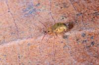 Dicyrtomina ornata