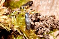 Lepidocyrtus paradoxus