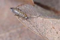 Pogonognathellus longicornis