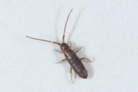 Tomocerus minor