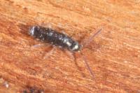 Tomocerus vulgaris