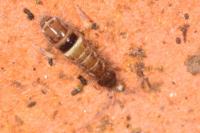 Orchesella cincta