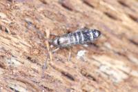 Tomocerus vulgaris