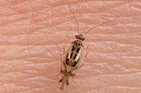 Graphopsocus cruciatus