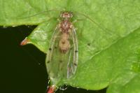 Ectopsocus petersi