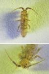 Orchesella villosa