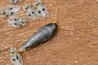Lepisma saccharina
