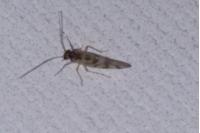 Graphopsocus cruciatus