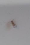 Ectopsocus briggsi