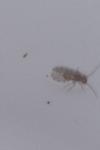 Ectopsocus briggsi