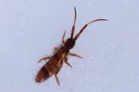 Orchesella flavescens
