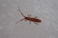Orchesella