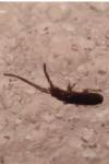Tomocerus minor