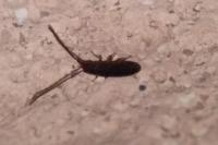 Tomocerus minor